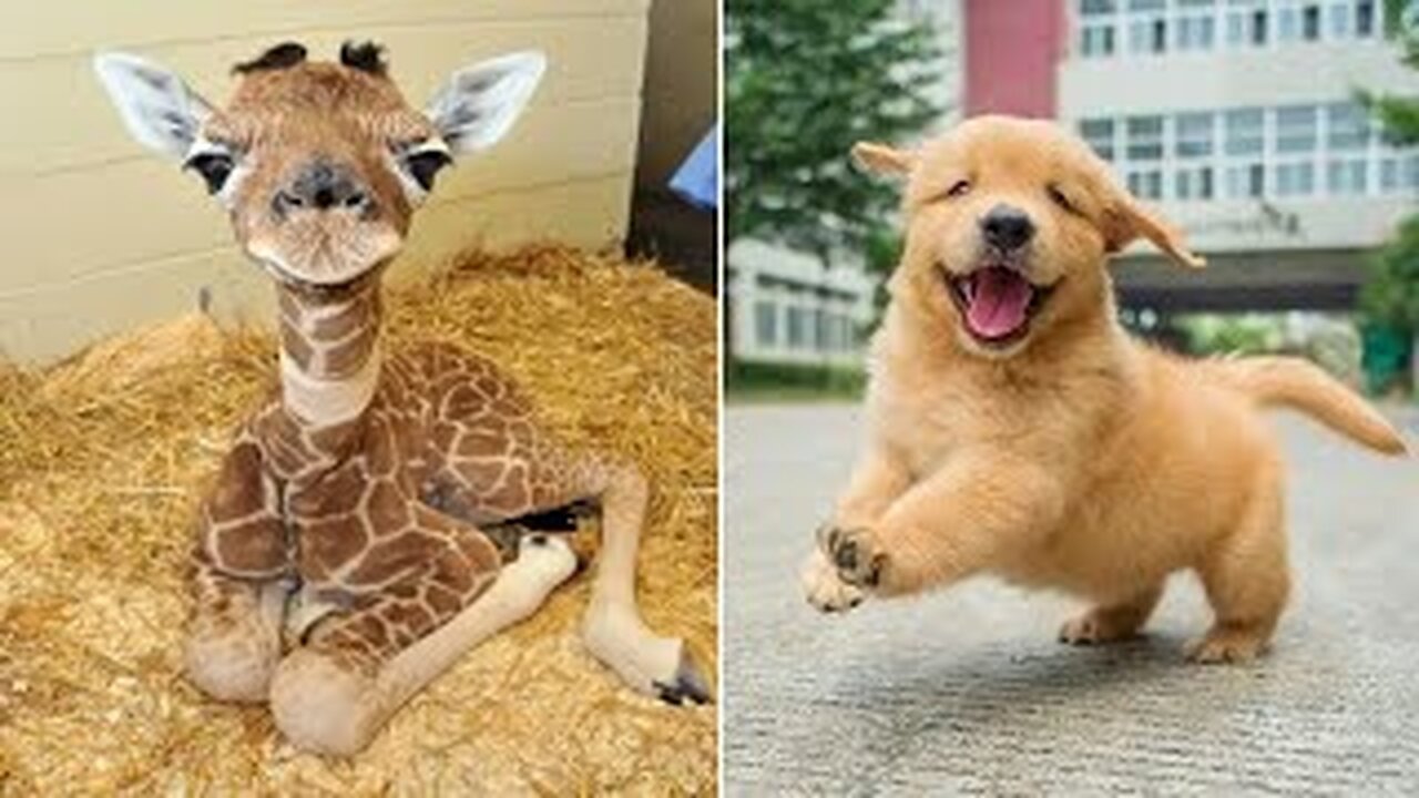 Funniest Animals 2024 😂 Best Funny Cats and Dogs 😻🐶