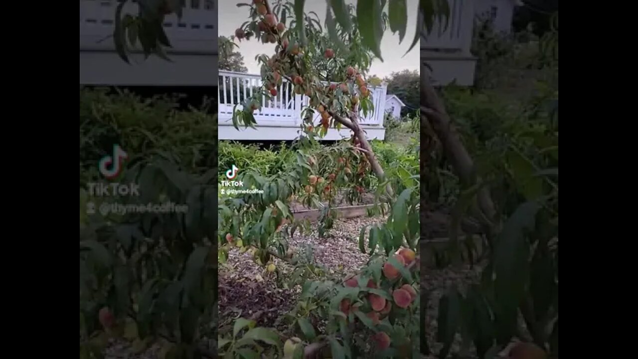 Peaches come from a can