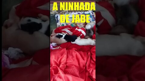 A NINHADA DE JADE (PORQUE QUE NÃO É DINHEIRO 😂)