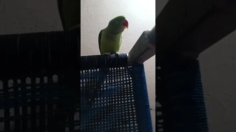 Lovely parrot