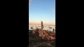 Duck hunting is fun