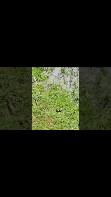 Best fishing video! Fishing 🎣 | traditional hand fishing! Fishing video! Village life