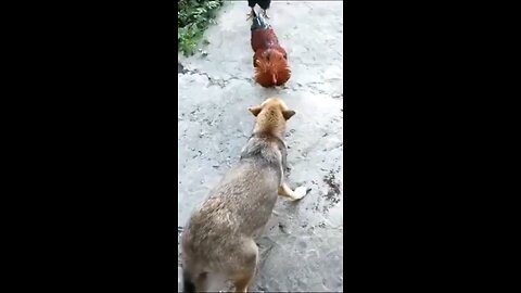 Funny moments in animal