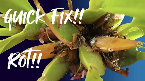 How to deal with ROT in your POT when unpotting is not an option | Quick Fix with diligence 👍🏼