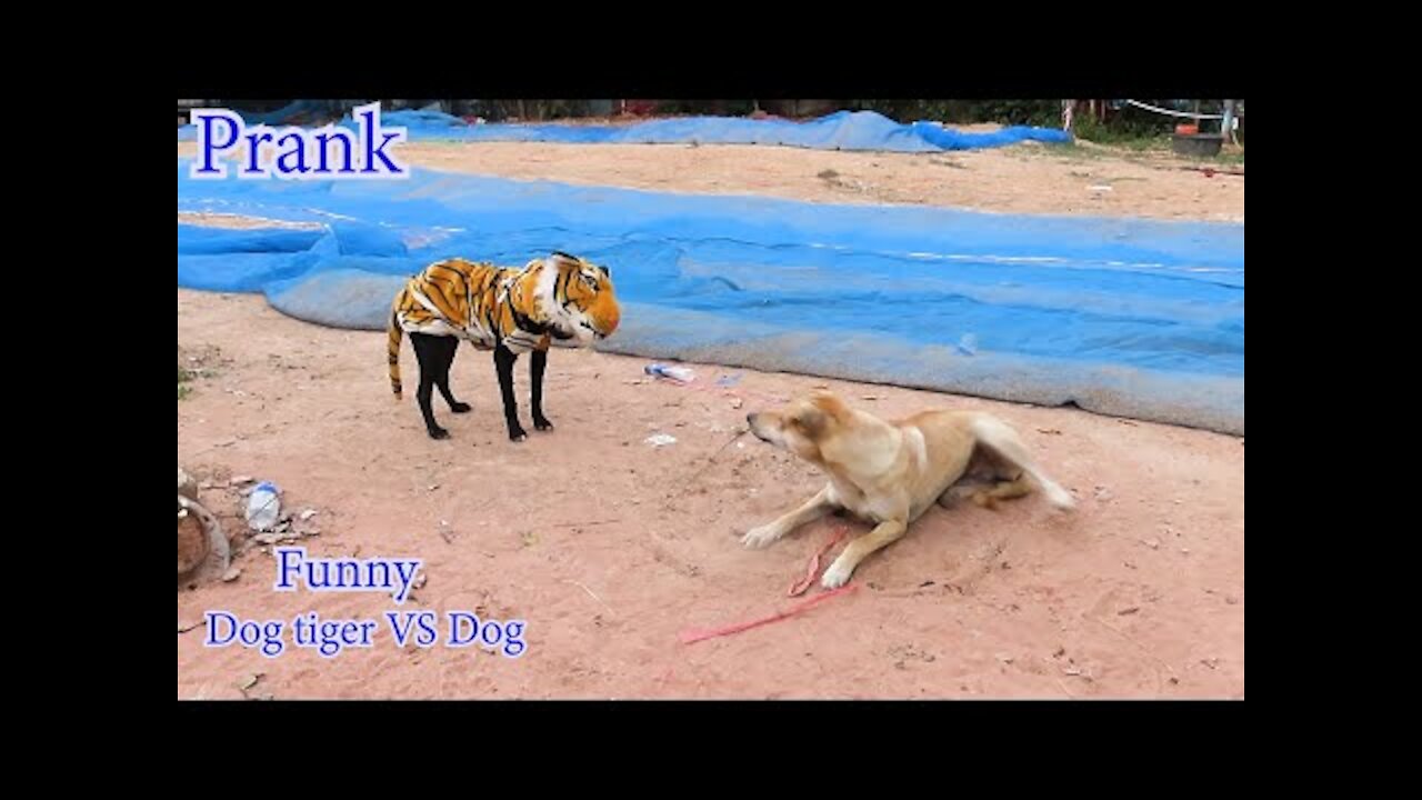 Fake tiger dog prank to dog very Funny