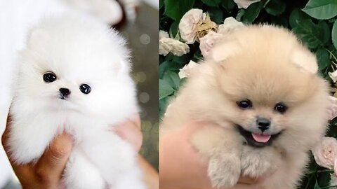 Cute Puppies 💕🐶 and funny Dogs 🐶 | Video Compilation 2023