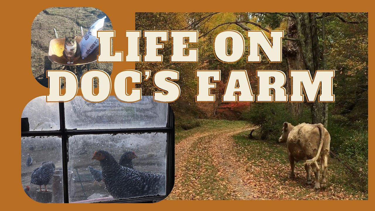 Life on Doc's Farm : Mavis Institute 🎵 🐓🦆🐝🐇🐖: Farmcore