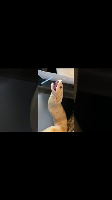 Alys Taking Down Some Fish! (Hognose Short) @HeterodonHome #hognose #westernhognose