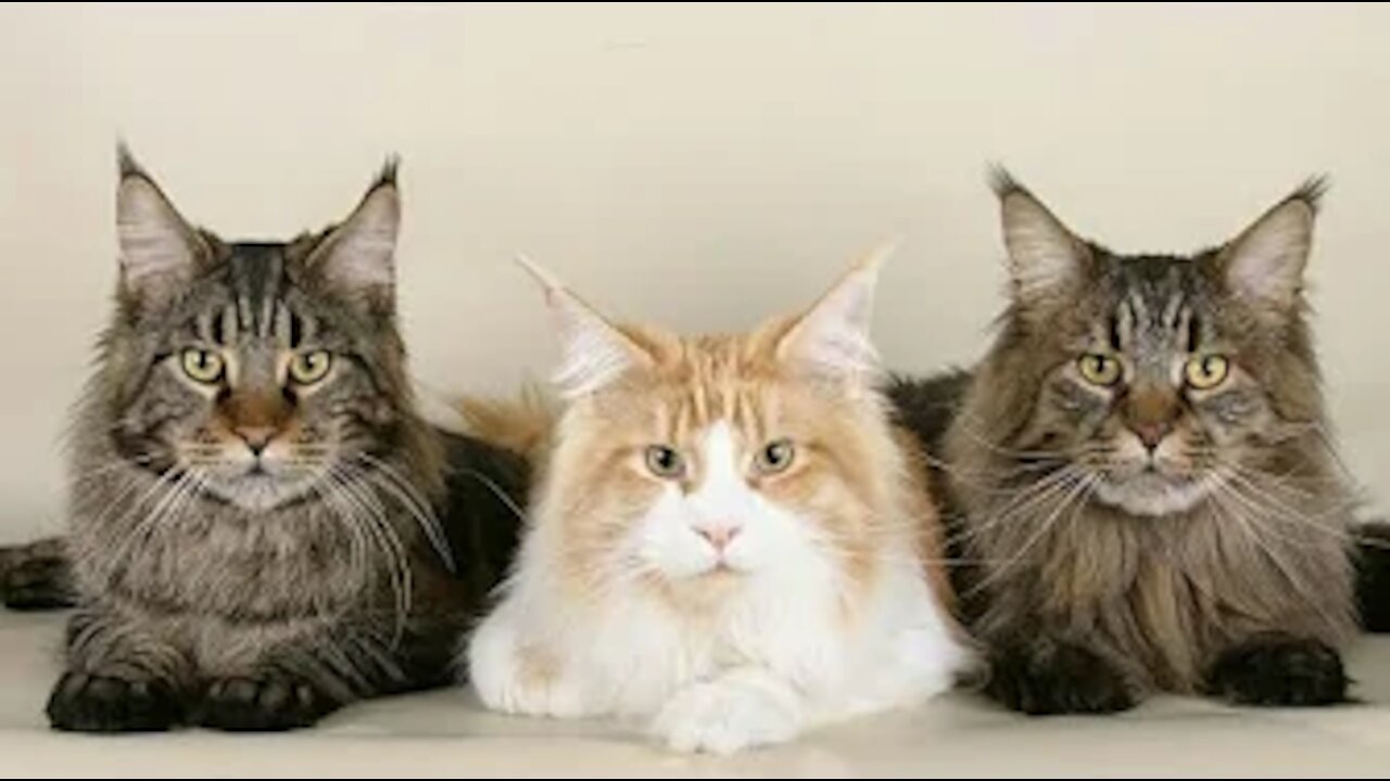 Cute Cats Doing Funny Things 😍 Funniest Cats Video 😍 Cute Cats