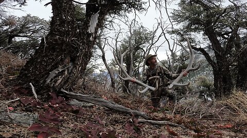 31 pound set of elk antlers.