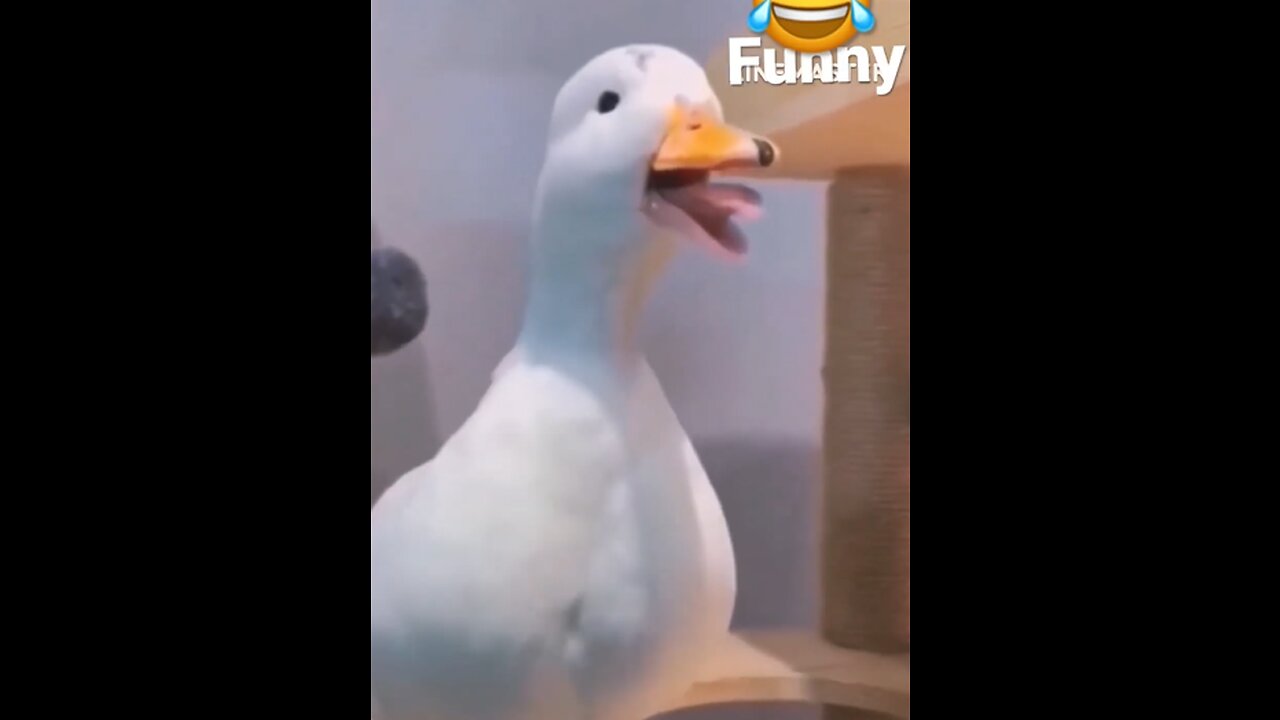 Funny duck and donkey shorts video 😂🤣😂🤣