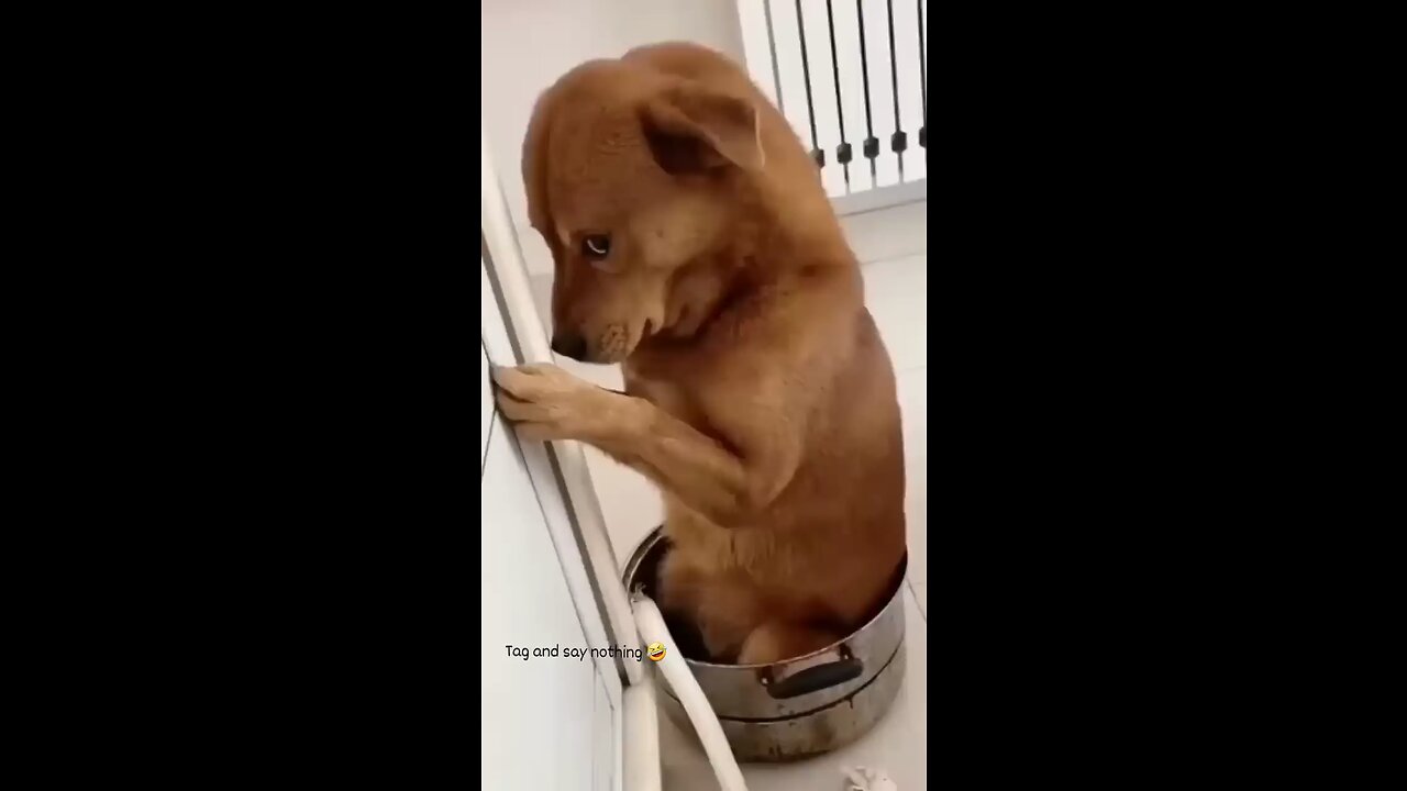 MEME FUNNY DOG