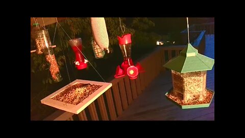 Live Sept 1 2021 Bird Feeder in Asheville NC. In the mountains.