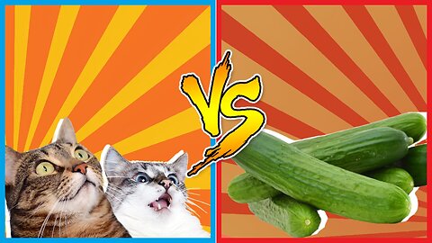 CATS VS CUCUMBERS _ FUNNY ANIMALS