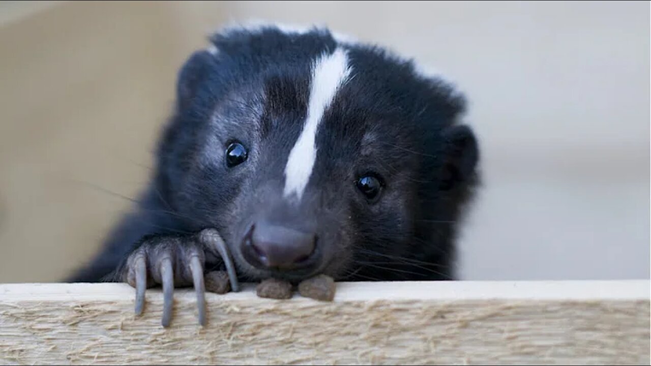 Skunk - A Cute Skunk And Funny Skunks Videos Compilation || NEW HD