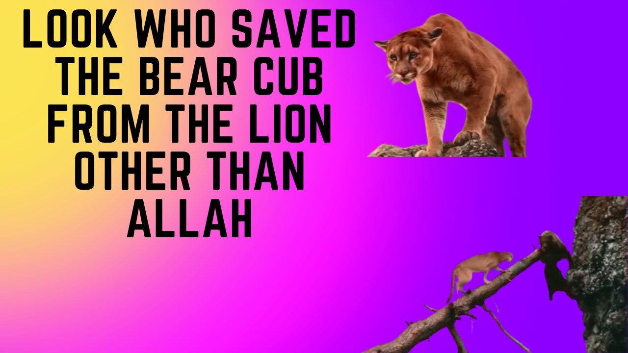 The bear cub cried out to Allah and Allah saved him from the lion