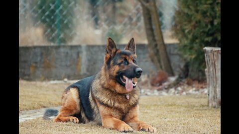 Pitbull vs German shepherd almost bites Pitbull