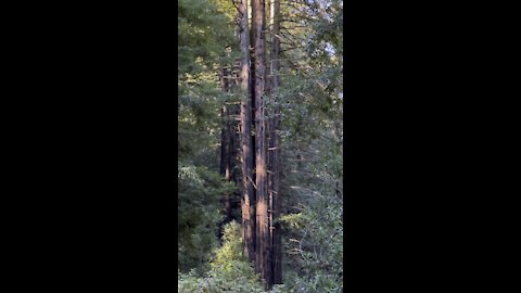 4 Redwoods Living Together