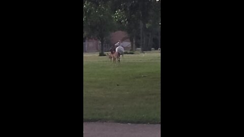 Albino deer spotted in Buffalo