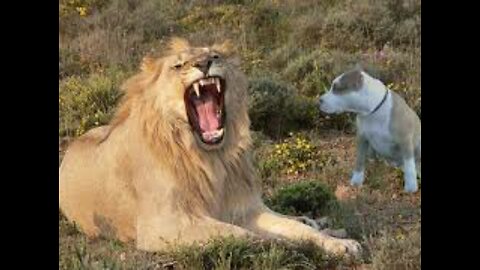lion and dog funny