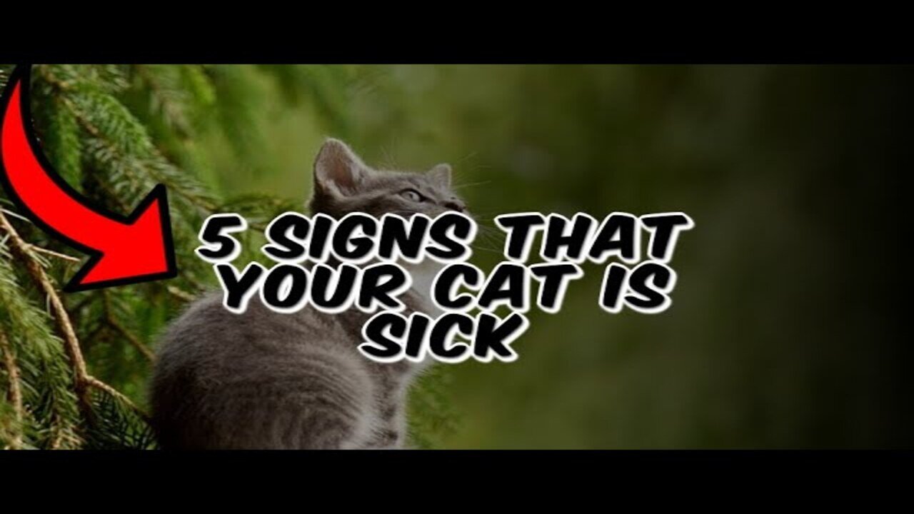 5 Signs That Your Cat Is Sick