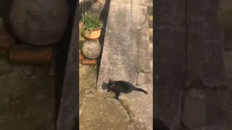 Again, again..🐈🐾🏂😅