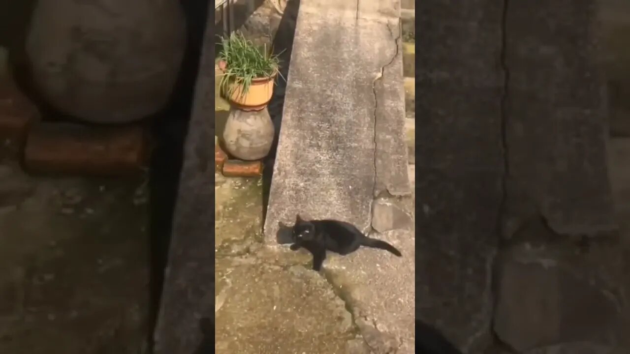 Again, again..🐈🐾🏂😅