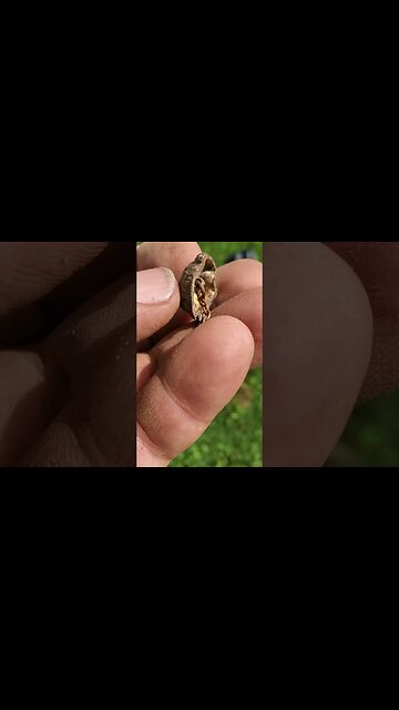 Froggy #metaldetecting #button #coins #silver #shorts #trending #civilwar #frog #jewelry #jewellery