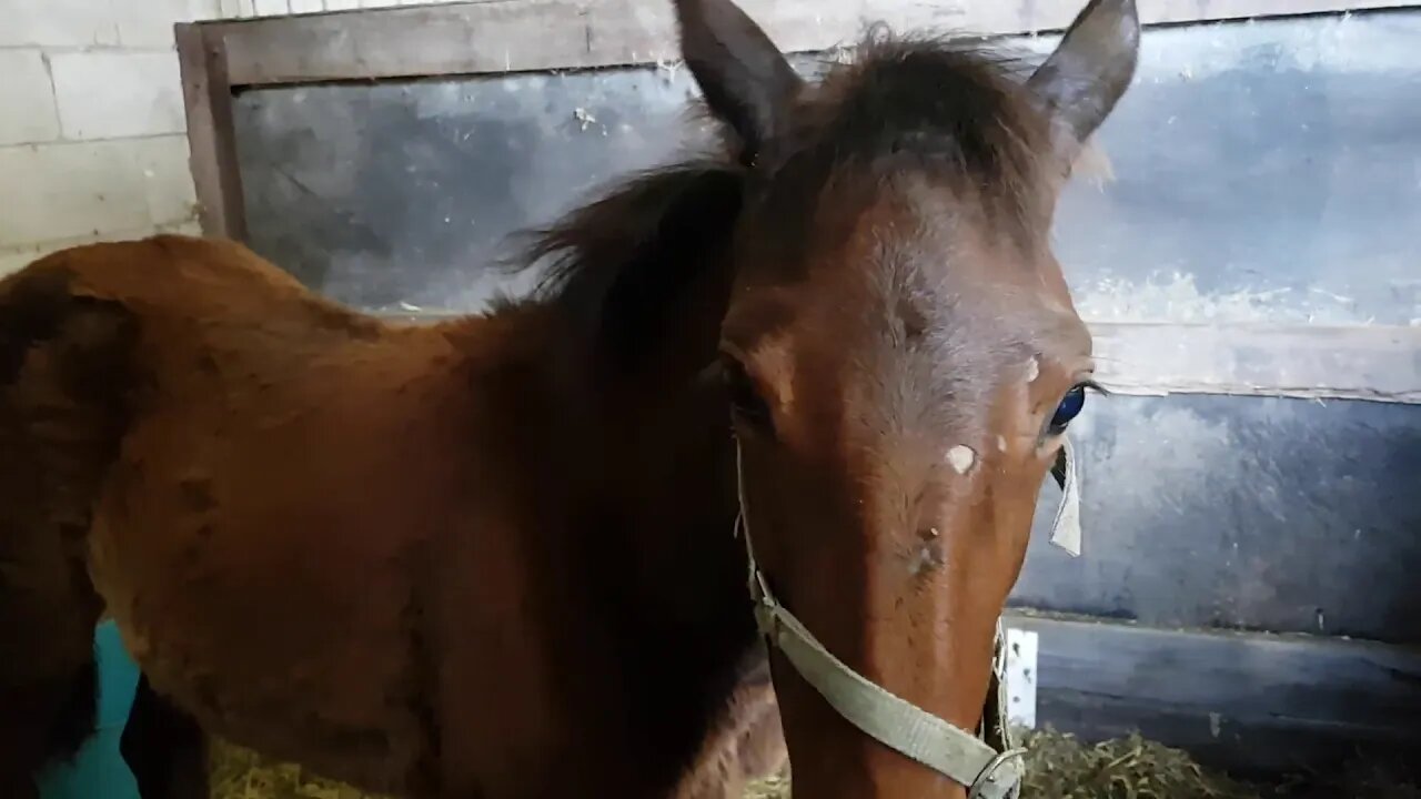 Dyani on leg rest in a stall