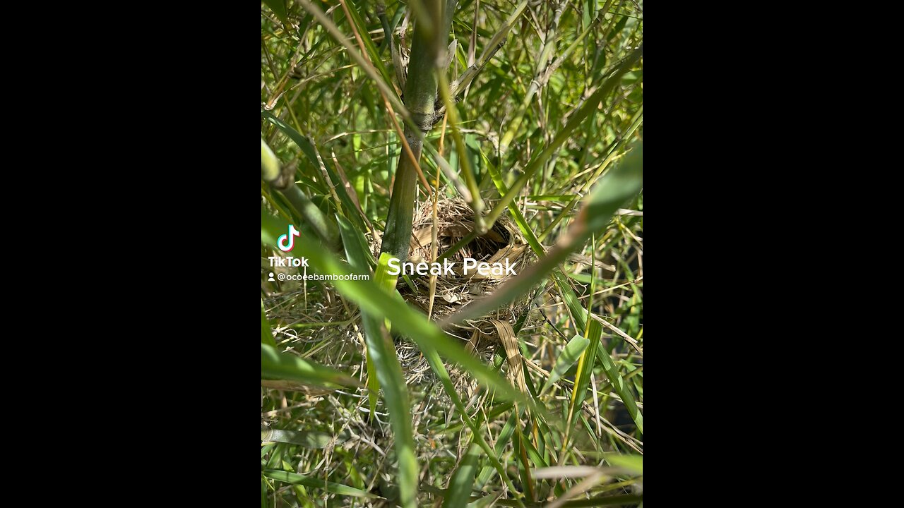 Sneak Peak at a birds nest in our clumping Bamboo Plant