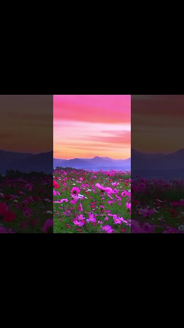 💖💕 Autumn is coming soon.💖💕#shorts