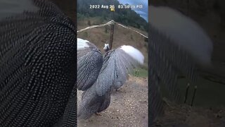 Spying on guinea fowl