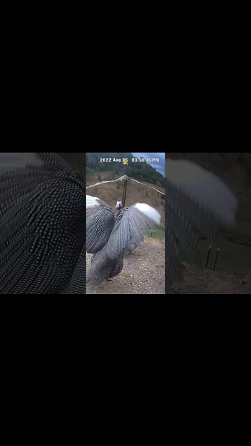 Spying on guinea fowl
