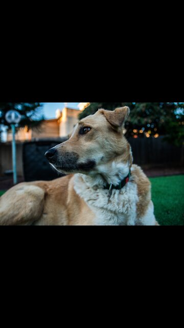 These Cuteness on Earth Funny Cats And Dogs Compilation, Try Not to Laugh (Funny Animals #212)