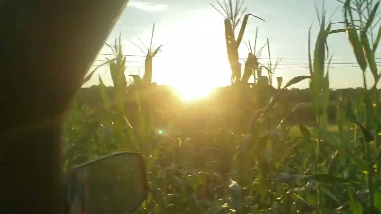 Early August Corn & Soybean food plot updates; Southern Illinois farm.