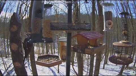 Beautiful Pileated Female Woodpecker on log feeder sun shining through her crest 2021 02 06 244PM