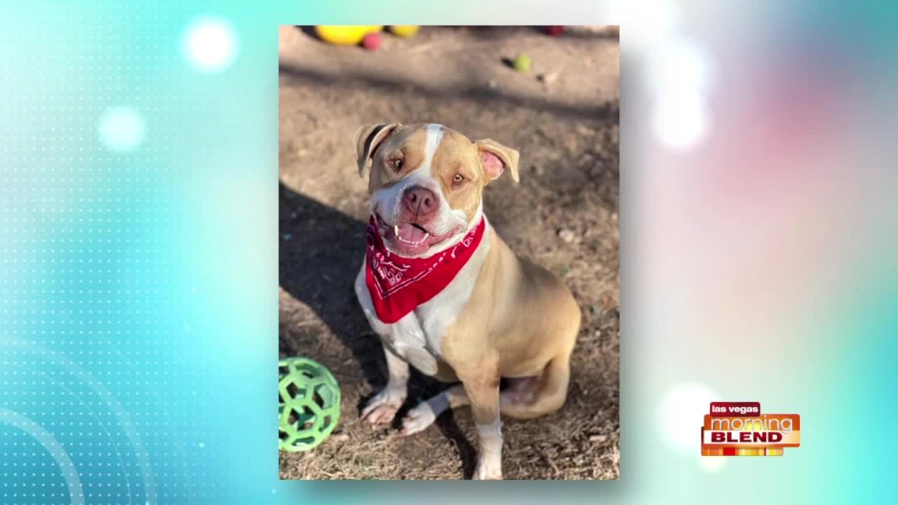 PICK OF THE LITTER: Bowie!