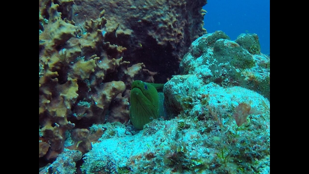 Huge 6 Foot Moray Eel Hides From Divers