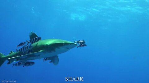 Big blue sharks 🐋🐋🦈🦈🦈🦈😲😲😲👇👇👇👇