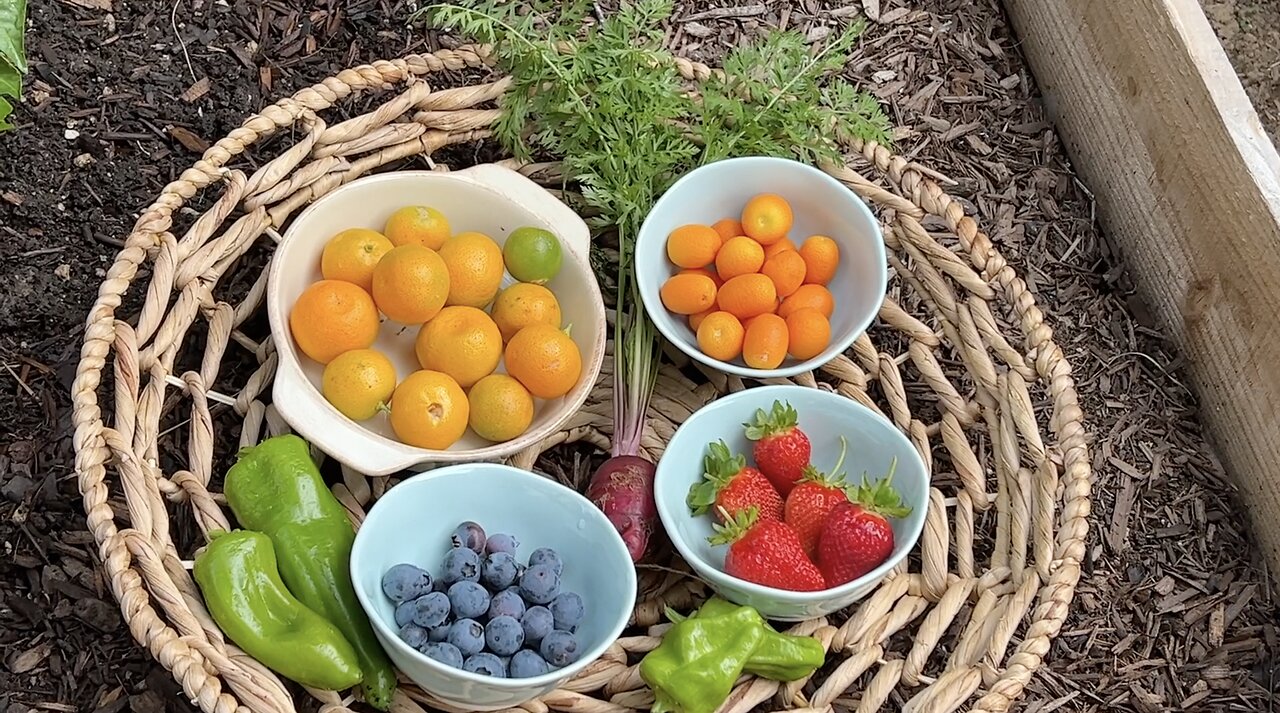 Early Morning Backyard Harvest