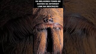 veja como são os olhos das aranhas