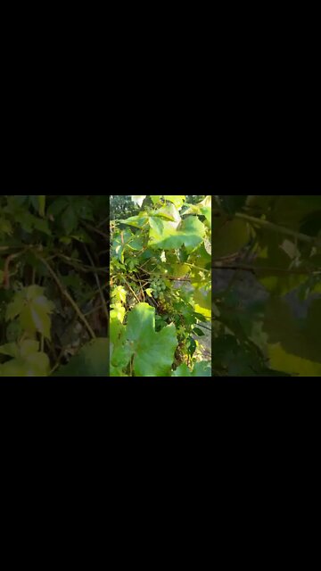 Watering The Grape Vines