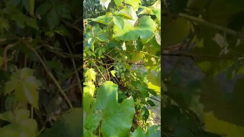 Watering The Grape Vines