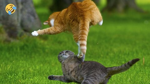 FUNNY ANIMAL PRANKS WITH CATS, DOGS, PARROTS AND OTHER ANIMALS