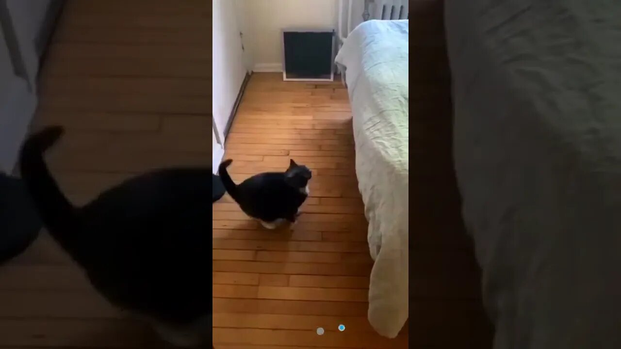 funny cat videos cute cat videos cute animals funny cats #shorts #shortsfunny #cutecat #funnycat