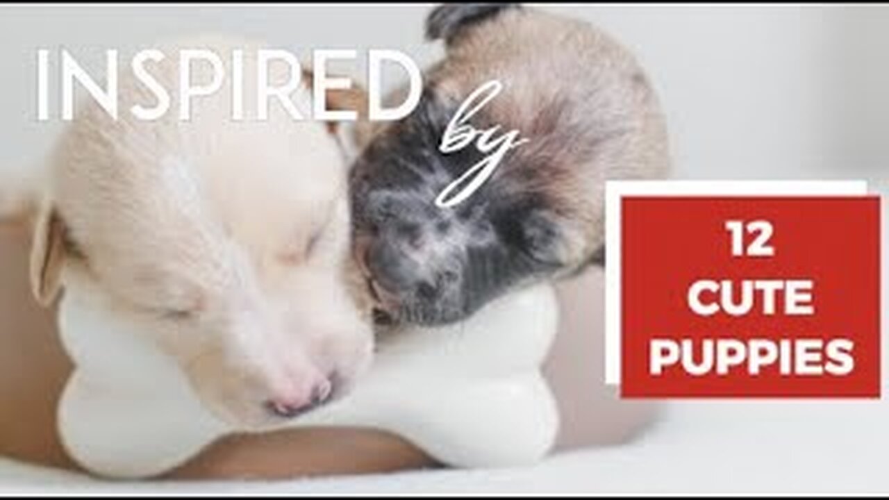 ☆ INSPIRED BY Puppies | 12 Cute Puppies video and fun music to make you smile