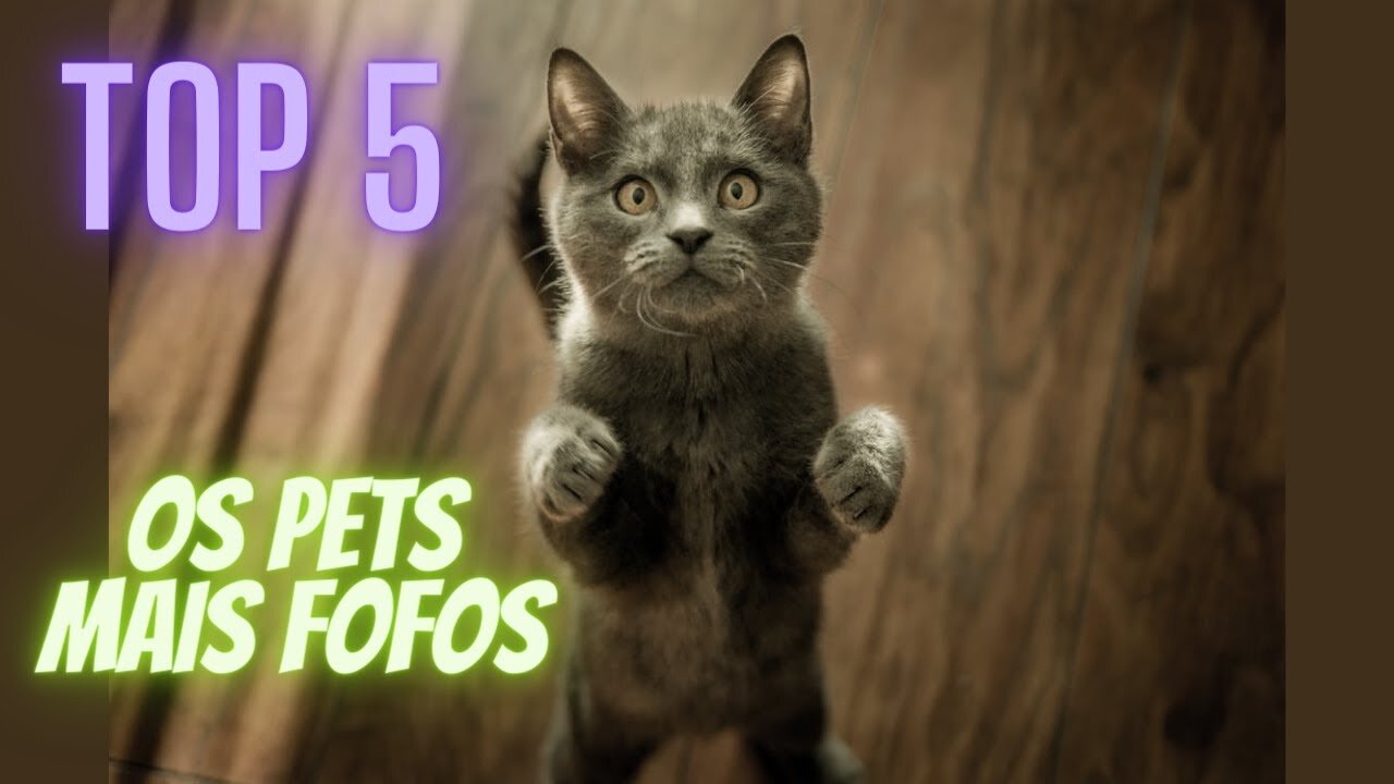 Top 5 - The 5 cutest pets you'll see today! #1