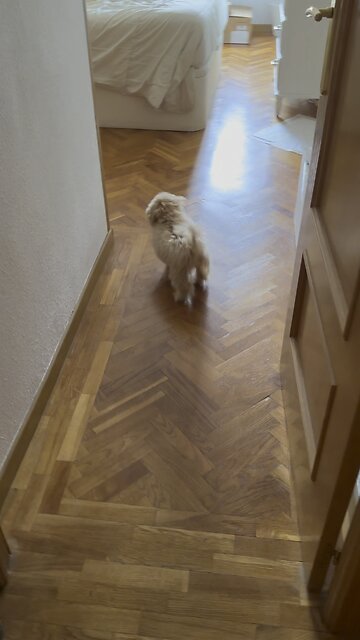 Luna plays hide and seek with her human mom