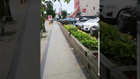 I get up close to a peragrine falcon!