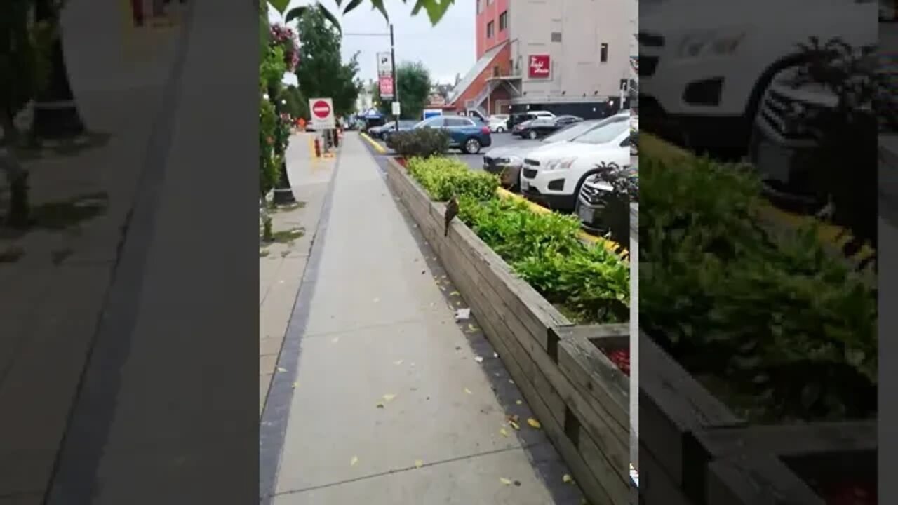 I get up close to a peragrine falcon!